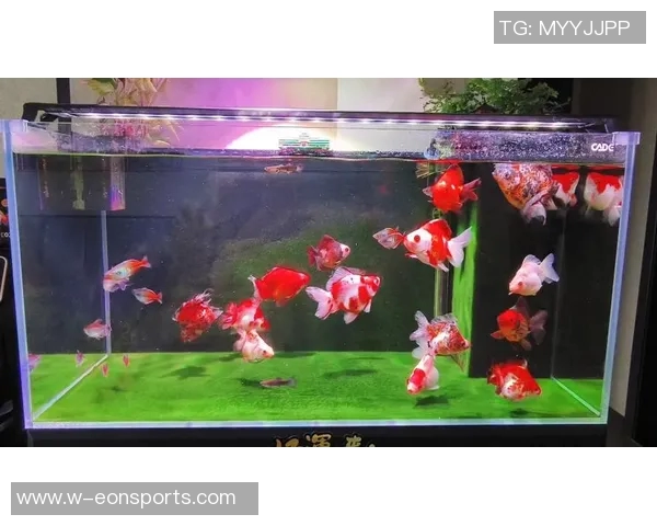 今日趣图：探讨鱼缸中的咸水鱼与淡水鱼共存的可能性与挑战